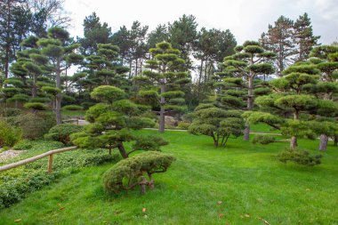 Almanya, Dusseldorf 'un Kuzey PArk' ındaki Japon bahçesi..