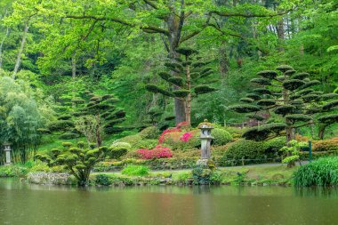 Maulivrier Japon bahçesinde Rhododendron çiçeği ve ot sanatı Pays de la Loire, Fransa Awe rhododenron çalıları.