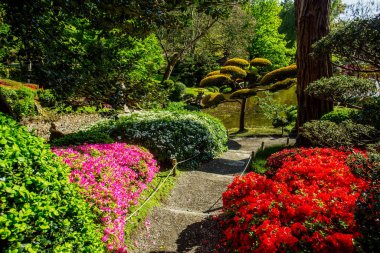 Fransa 'nın Pays de la Loire kentindeki Maulivrier Japon bahçesinde Rhododendron çiçeği ve ot sanatı