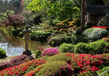 Fransa 'nın Pays de la Loire kentindeki Maulivrier Japon bahçesinde Rhododendron çiçeği ve ot sanatı