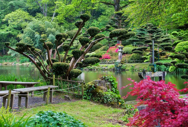 Rhododendron Blomma Och Topiary Konst Maulivrier Japansk Trädgård Pays Loire — Stockfoto