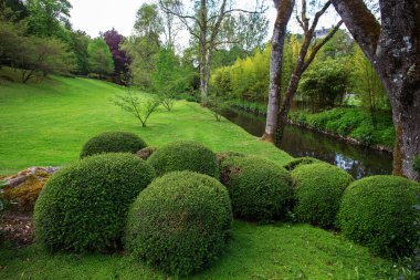 Maulivrier Japon bahçesinde filizlenen ve filizlenen idilik rododendron.