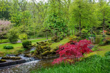 Maulevrier 'deki biçilmiş ağaçları olan ideal Japon Bahçesi. Fransa 'nın Dela Loire eyaletinde çalışıyor. İlkbaharda Idyllic Mayıs.