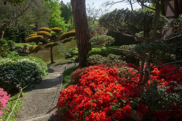 モーリバーの牧歌的なシャクナゲの花とトピカルアート日本庭園 — ストック写真