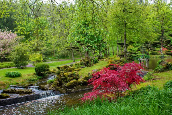 Maulevrier 'deki biçilmiş ağaçları olan ideal Japon Bahçesi. Fransa 'nın Dela Loire eyaletinde çalışıyor. İlkbaharda Idyllic Mayıs.