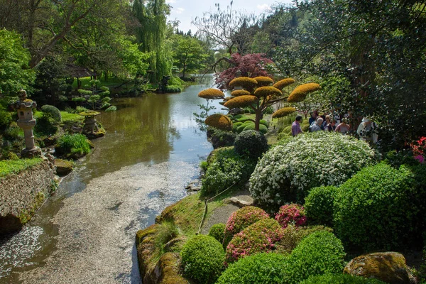 Idyllic rhododendron blossoming  and  topiary  art  in Maulivrier Japanese  garden