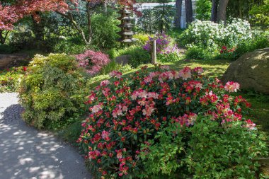 Paris 'teki Japon bahçesinde Idyllic pembe rhododendron çalısı ve fener. Mayıs Başları