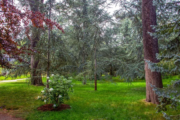 Jardín Japonés Idílico París Jardín Albert Kahn Belleza Naturaleza Principios — Foto de Stock