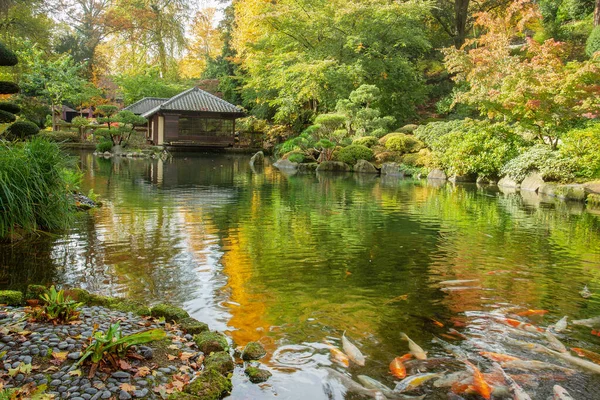 カイザースラウテルンの日本庭園の池や反射についての素晴らしい眺め 黄色の葉と鯉Koi 良い天気の日秋 — ストック写真