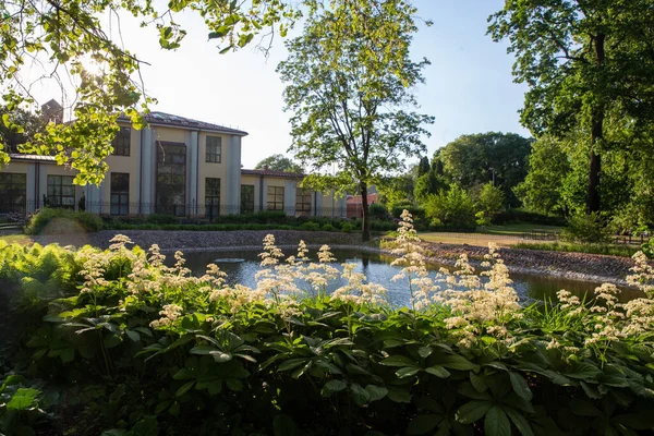 Plantas Espanto Flores Brancas Lagoa Jardim Bernardine Vilnius Majestoso Pôr — Fotografia de Stock