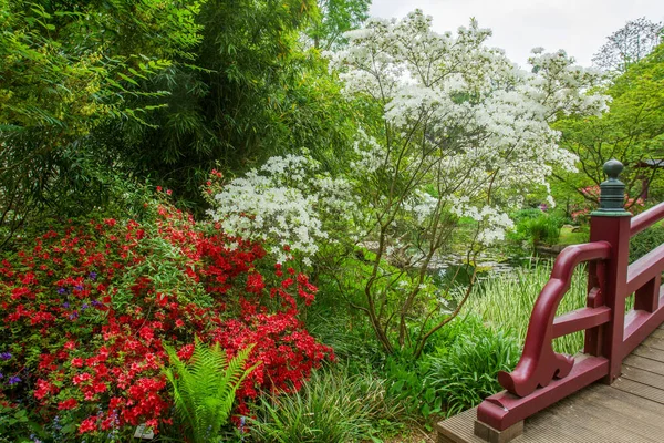 Bílé Červené Rododendrony Poblíž Japonského Mostu Japonské Zahradě Leverkusen Úžasná — Stock fotografie