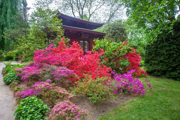 Fantastický Pohled Růžové Červené Květy Rododendronu Japonské Zahradě Německém Leverkusen — Stock fotografie