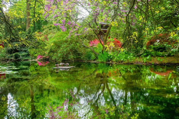 Leverkusen Japanese Garden Pond Reflections Flowers Cherry Tree Sakura Beautiful — Stock Photo, Image