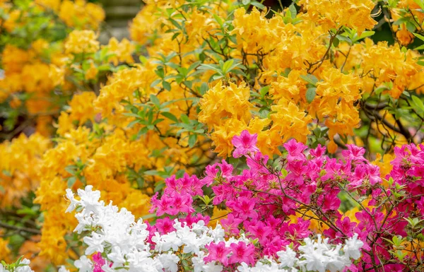 Geweldige Bloemen Van Roze Gele Rododendrons Leverkusen Duitsland Mooie Achtergrond — Stockfoto