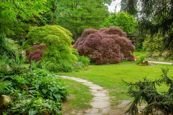 Amazing View Japanese Maple Path Japanese Garden Leverkusen Germany Mid — Stock Photo, Image