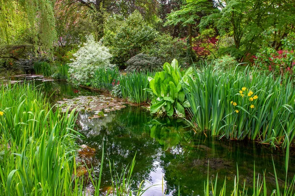日本园林中的奇景 池塘与花朵的绽放 德国利弗库森的虹膜与杜鹃 — 图库照片