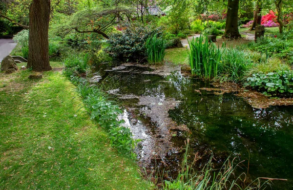 レバークーゼンの日本庭園の素晴らしい景色 花のシャクナゲの茂みと虹彩 — ストック写真
