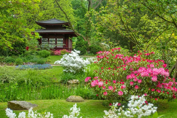 Pagodbuilding ve pembe rhododendron çalıları ve gölet - Mayıs ortasında Leverkusen 'de Japon bahçesi