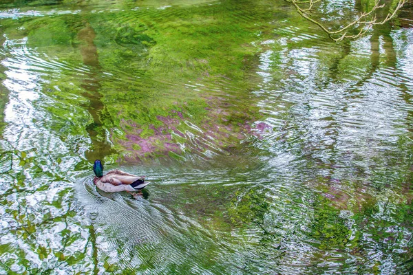 Fundos Fantásticos Pato Reflexões Água Jardim Japonês Leverkusen Reflexos Flores — Fotografia de Stock