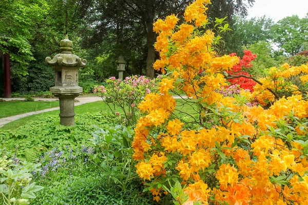 Leverkusen Japansk Trädgård Fantastisk Utsikt Över Japansk Lykta Och Gula — Stockfoto