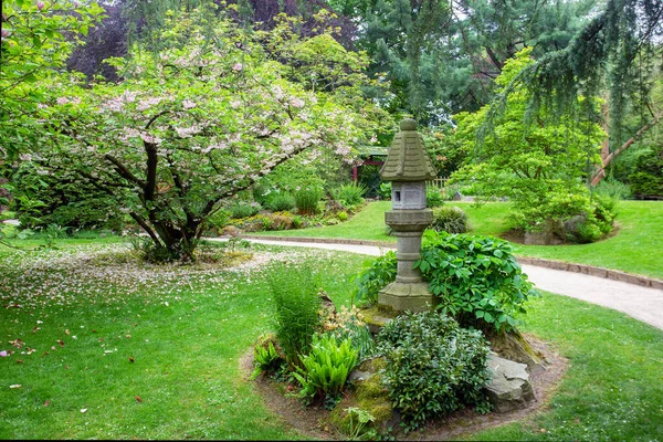 Incredibile Vista Nel Giardino Giapponese Leverkusen Fiori Ciliegio Lanterna Pietra — Foto Stock