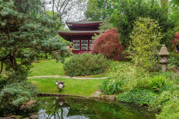 Amazing view of the Japanese garden in Leverkusen. Geese (couple) , building like a pagoda and a lantern and Japanese maple with red leaves.