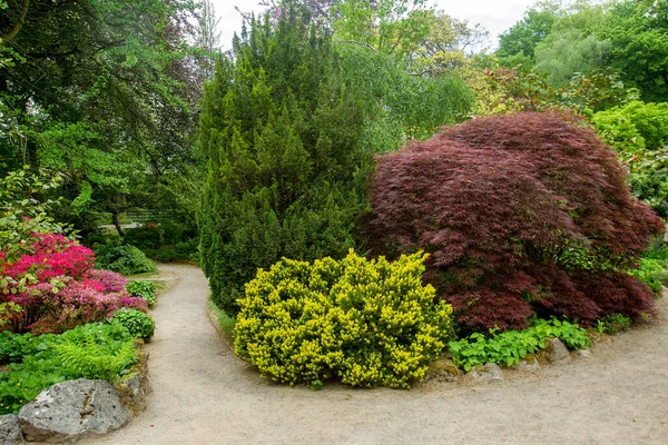 Incredibile Vista Nel Giardino Giapponese Leverkusen Iris Gialli Bardane — Foto Stock