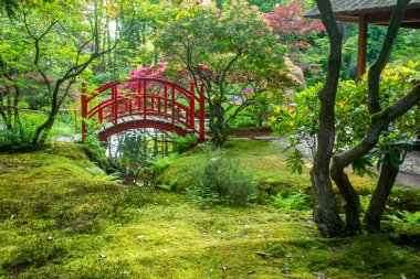 Lahey 'deki Japon bahçesinde Japon köprüsünün ve akçaağaçların muhteşem manzarası. Majestic - Mayısta açelya çiçeği zamanı