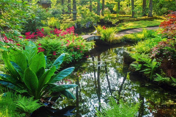 ハーグの日本庭園では 池や他の植物に赤い花や水を咲かせます 認識できない者は遠くにいる — ストック写真