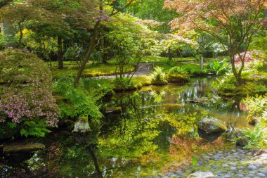 Lahey 'deki Japon bahçesindeki gölet manzarası inanılmaz. Gölet ve yansımalar, Japon ağaçlarını kırmızı yapraklarla donatır.