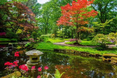 Lahey 'deki Japon bahçesinin muhteşem manzarası - Japon akçaağacı ve Hollanda' da baharda çiçek açan rododendronlar