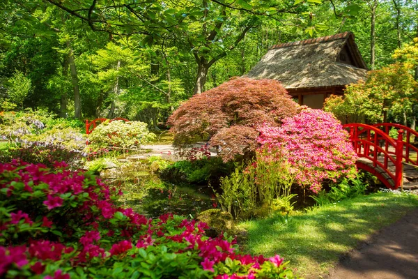 Increíble Vista Jardín Japonés Haya Arce Japonés Rododendros Florecientes — Foto de Stock