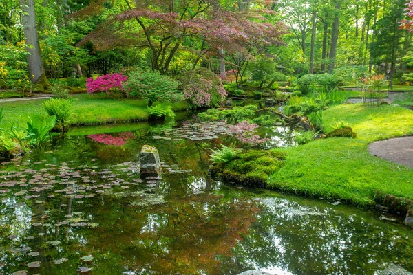 Φανταστική Θέα Στον Ιαπωνικό Κήπο Στη Χάγη Ιαπωνικό Σφενδάμι Και — Φωτογραφία Αρχείου