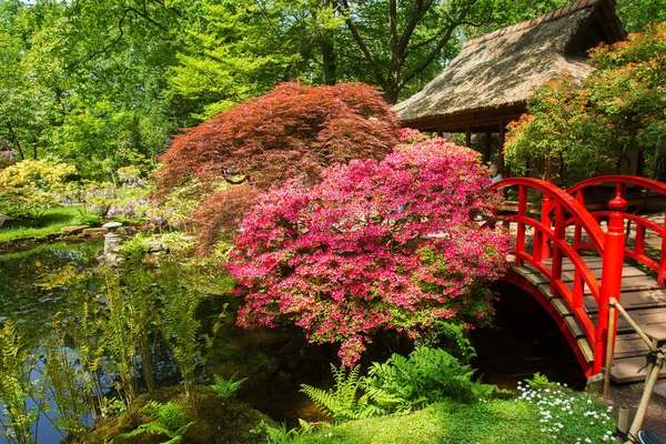Toller Blick Auf Japanische Brücke Und Japanische Ahorn Und Rhododendronblüte — Stockfoto