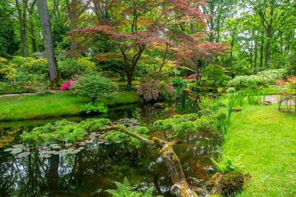 Erstaunliche Rhododendron Sträucher Blühen Japanischen Garten Hageweiher Und Japanischen Ahorn — Stockfoto