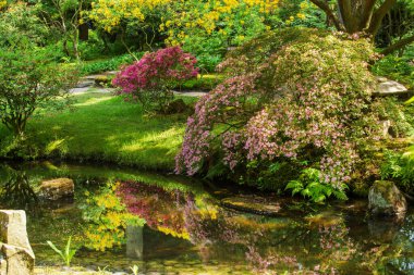 Lahey 'deki Japon bahçesindeki gölette çiçek açan rhododendron manzarası inanılmaz. Hollanda - çiçek açan doğanın görkemli manzarası ! 