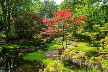 Mayıs ayında Lahey 'deki Japon bahçesinde korku sahnesi: gölet, sarı çiçekli rhododdendronlar ve mayıs ayında kırmızı yapraklı Japon akçaağacı.