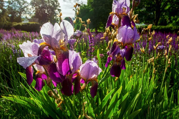 Awe Irises Parque Muzeon Moscú Rusia Hermoso Verano Centro Después — Foto de Stock