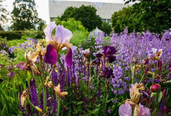 Violett Och Ljuslila Salvia Museon Park Moskva Fantastisk Natur Sommaren — Stockfoto