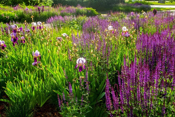 Naturaleza Fantástica Muzeon Par Moscú Rusia Flores Púrpuras Sabios Iris — Foto de Stock
