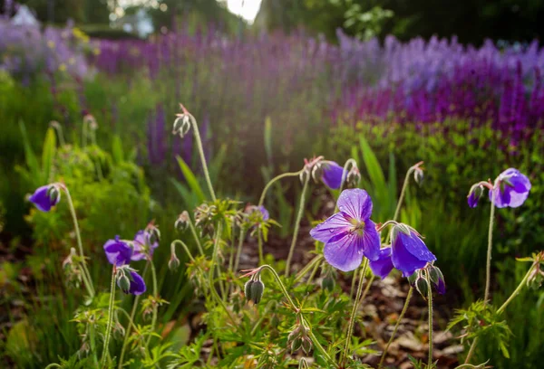 莫斯科市中心的Muzeon公园的紫罗兰花 一束阳光落在紫罗兰的花朵上 — 图库照片