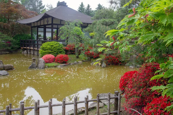Дивовижний Цвіт Червоних Рожевих Рододендронів Японському Саду Потсдамі Німеччина Пагода — стокове фото
