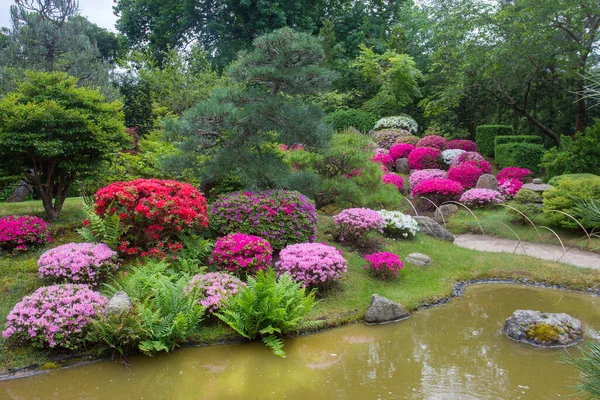 Potsdam, Almanya 'daki Japon bahçesinde kırmızı ve pembe rhododendronların inanılmaz çiçekleri. (ve kahverengi suyla gölet)