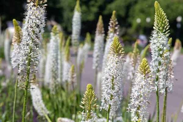 Geweldige Witte Bloemen Gorky Park Moskou Schoonheid Van Natuur — Stockfoto