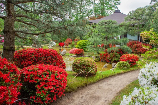 Incredibile Fiore Rododendri Rossi Rosa Nel Giardino Giapponese Potsdam Germania — Foto Stock