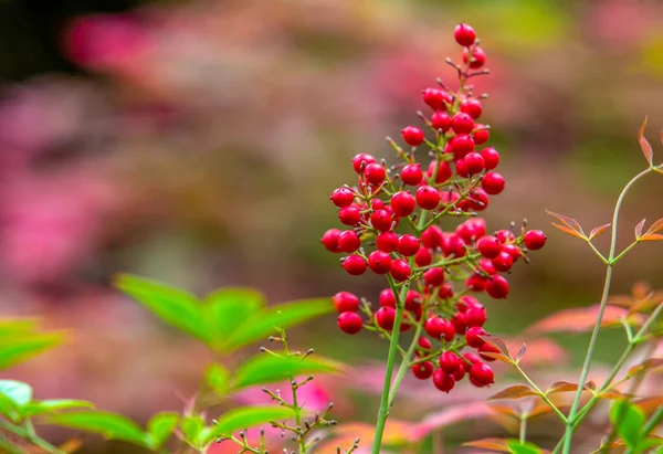 Red Small Balls Berries Bush Japanese Garden Potsdam Germany — Stock Photo, Image