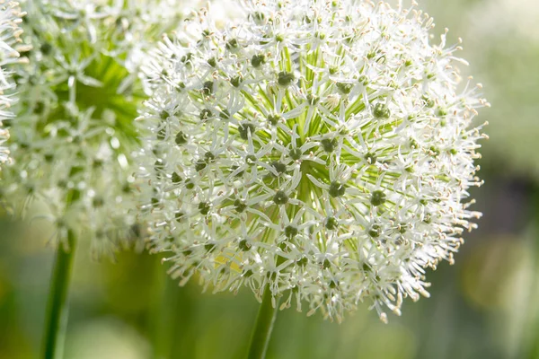 White ball of onion flower in park Muzeon , Moscow  . Beauty of nature !