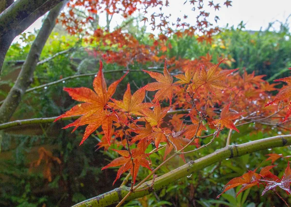 Японский Клен Японском Саду Кайзерслаутерн Удивительная Осень Германии — стоковое фото