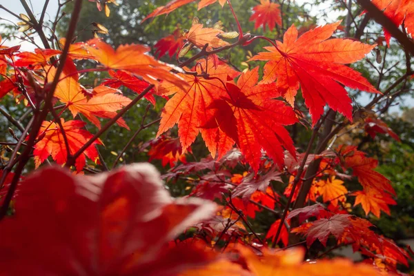 Red Leaves Maple Sunbeams Japanese Garden Kaiserslautern Fantastic Autumn Germany — Stock Photo, Image
