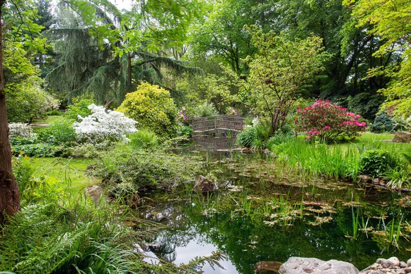 Leverkusen美丽的日本花园 德国公园里令人惊奇的春天 绽放的杜鹃 池塘上的木桥和可爱的香柏树 — 图库照片